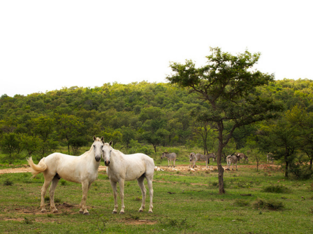 Luxury 7 night Safari